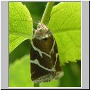 Eustrotia olivana - Silberstricheulchen 02.jpg